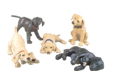Lab Puppies