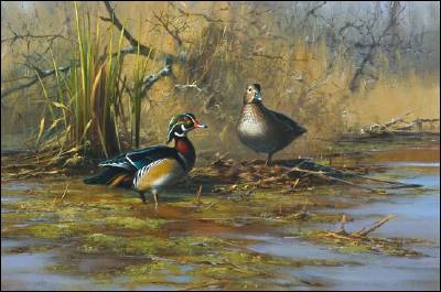 Wood Ducks