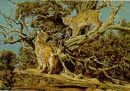 Bobcats