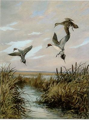 Tri (Pintails)