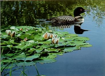 Loon and Lilies