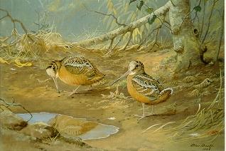 Woodcocks by Allan Brooks - Auction record, sale price, and art valuation. Compare with similar artists and explore comparable artworks.