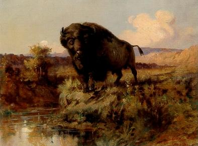 Lone Buffalo