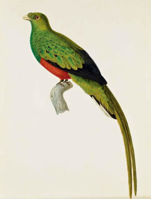 Couroucou Pavonin, dit Trogon Pavoninus