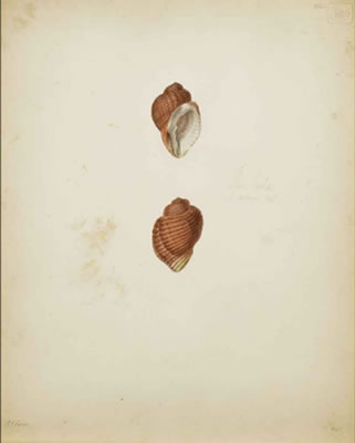 Sample artwork by Jean Gabriel Pretre (1768 - 1849), known for natural history; mixed media; painting; illustration - View similar artists and auction records