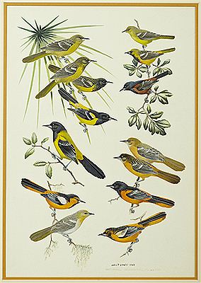 "Birds of North America"