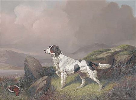 A setter in a moorland landscape