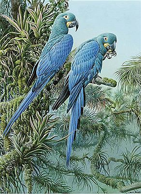 Lears Macaws