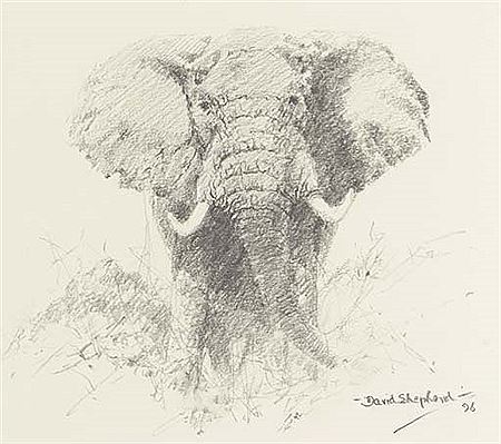 Elephant in the undergrowth