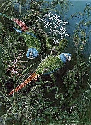 Blue Headed Macaws by David Johnston - Auction record, sale price, and art valuation. Compare with similar artists and explore comparable artworks.