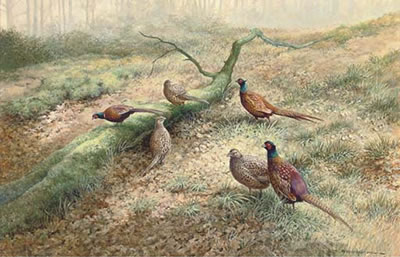 Pheasants in a woodland