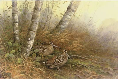 Woodcock in a woodland clearing