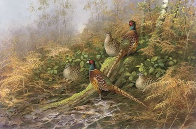 Pheasants, autumn