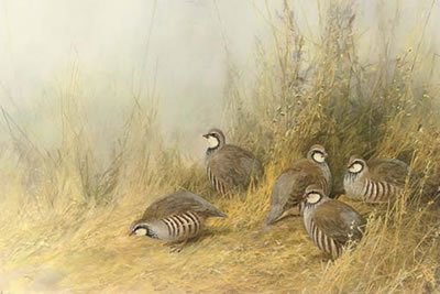 A covey of French partridge by Neil Cox - Auction record, sale price, and art valuation. Compare with similar artists and explore comparable artworks.