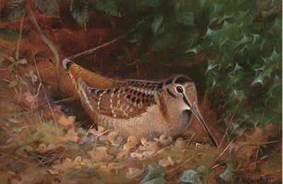 Woodcock by a hollybush