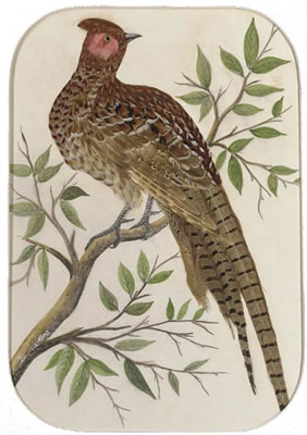 Resting woodcock