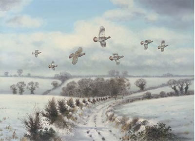 Driven partridge, winter