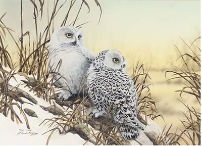 Snowy owls