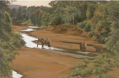 Pfuri river elephants