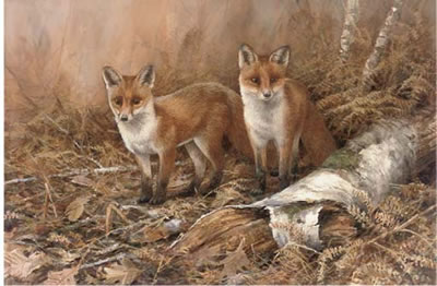 Fox cubs in a woodland clearing