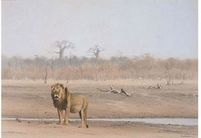 Lion at a waterhole, Hwange National Park, Zimbabwe
