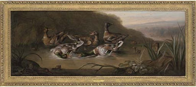 Mallard drakes fighting, with ducks and ducklings in a stream