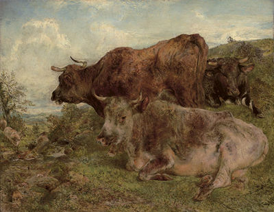 Highland cattle