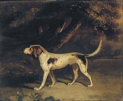 A favourite hound