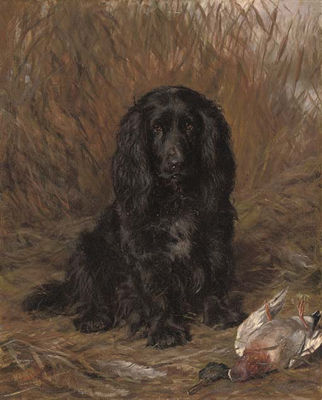 A well-behaved spaniel