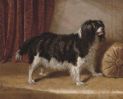 A spaniel on the divan