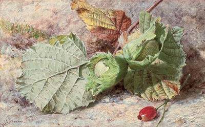 Still Life of Hazelnuts and a Rose Hip