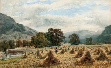 The cornfield