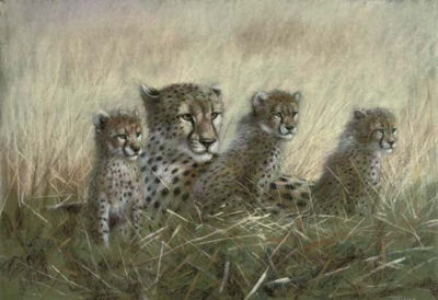 A family of cheetahs