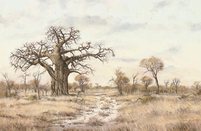 The boab-tree