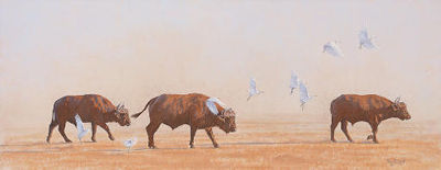 Buffalo and Egrets