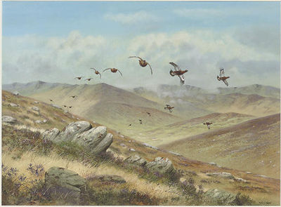 Straight for the butts, driven grouse