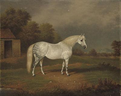 Skewbald horse