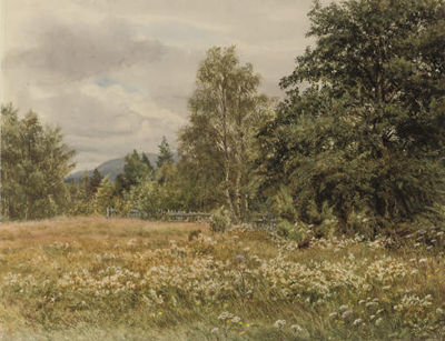 Wild flowers in a meadow, thought to be near Aviemore