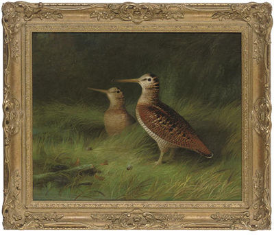 A pair of woodcock