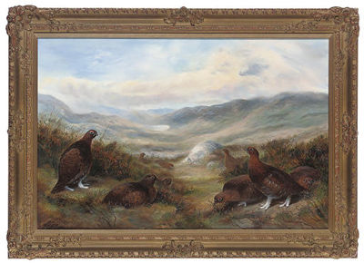 Red grouse in an extensive landscape