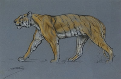 Three studies of lions and tigers