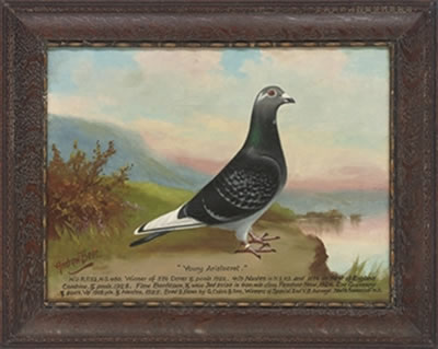 "Triumph" a racing pigeon, "Young Artistocrat" a racing pigeon