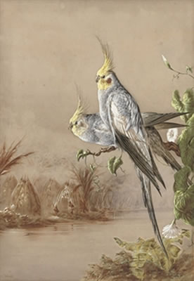 Cockatiels by a river with a native encampment beyond by Harry Bright - Auction record, sale price, and art valuation. Compare with similar artists and explore comparable artworks.