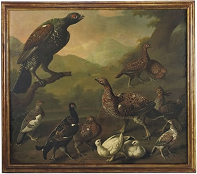 A large male black grouse, Lyrurus tetrix, perched on a branch and surrounded by a variety of other grouse including male and female varieties of red 