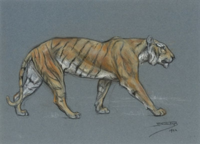 Study of a tiger walking