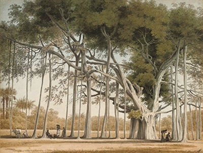 A Banian Tree in Mr Sultan Shamier's Garden at Marmalong by John Gantz - Auction record, sale price, and art valuation. Compare with similar artists and explore comparable artworks.