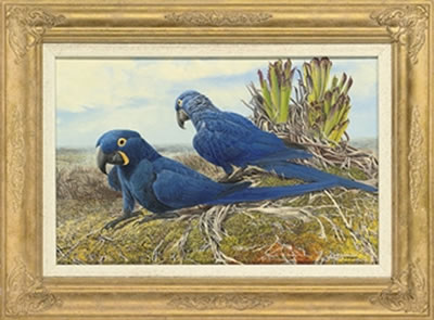 Two Hyacinth Macaws