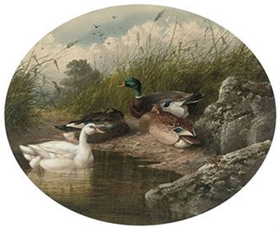 DUCKS ON A RIVER BANK