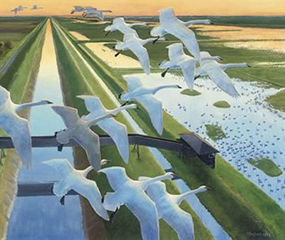 Swan Fall at Welney