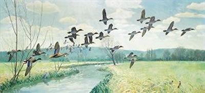 Mallard and teal in flight